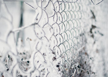358/365 Frozen gates - image gratuit #285993